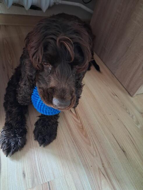 Sunia cocker spaniel