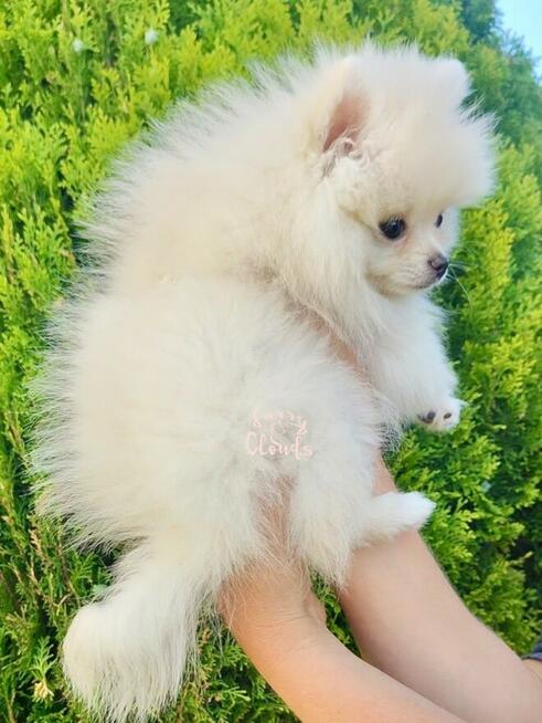 Pomeranian Szpic miniaturowy ZKwP FCI suczka