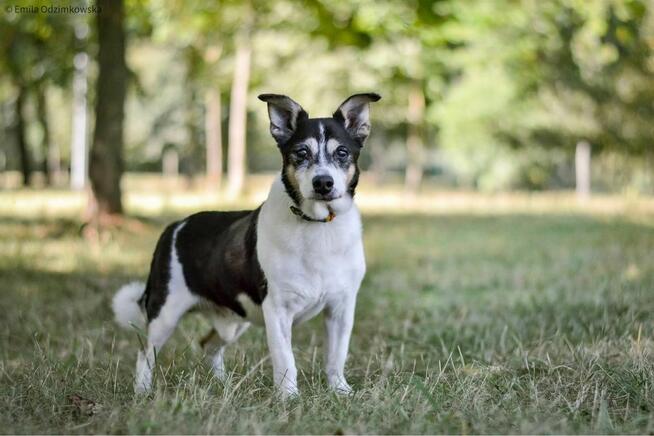 Amik-starszy czarno biały pies czeka na wymarziny dom-adopcja