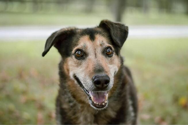 Skarbek - starszy psiak do pilnej adopcji