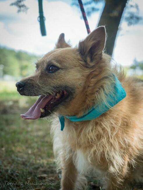 Hugo- rudy szorstki pies do adopcji