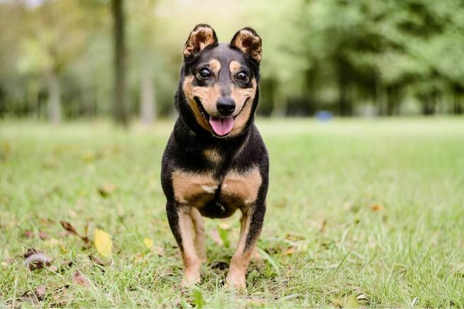 Jaskier-nieśmiały, wycofany mały pies czeka na cierpliwy dom