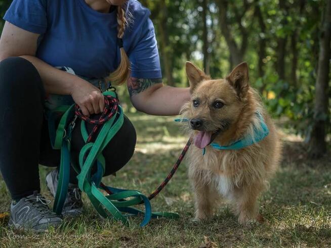 Hugo- rudy szorstki pies do adopcji