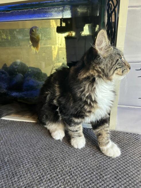 Kocurek Norweski /FPL