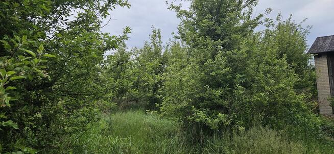 Działka rolna - sad