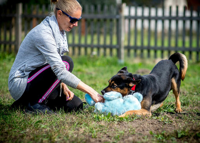 Pajdek szuka swojej rodziny do zabaw. Może Ty/Wy?