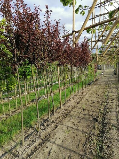 Szkółka drzew liściastych lipy klony platany duże drzewa