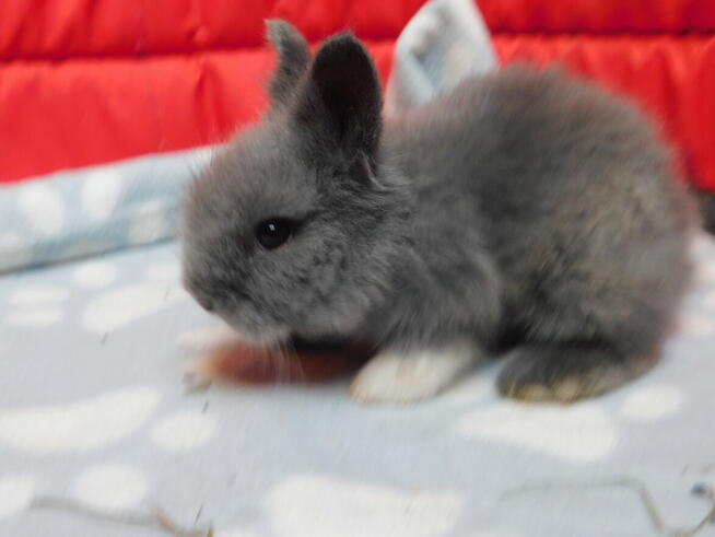 Królik miniaturka niebieskie