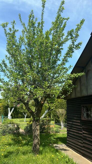 Piękna Działka Rod - Legnica ul. Jaworzyńska - 400m2