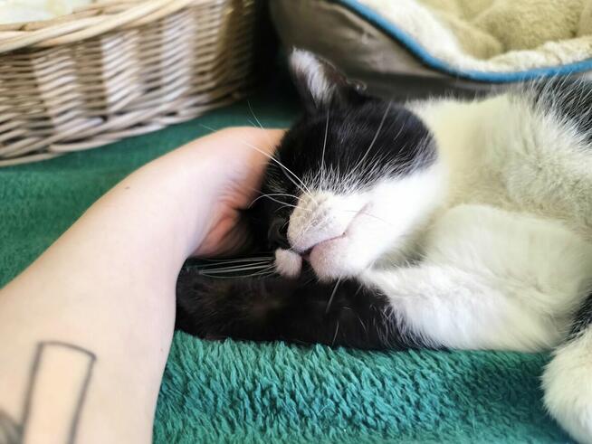 Cudny Jasiek szuka domu