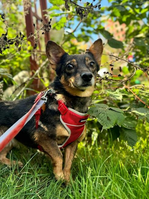 a może jesień już z mikro-sunią Karolcią?