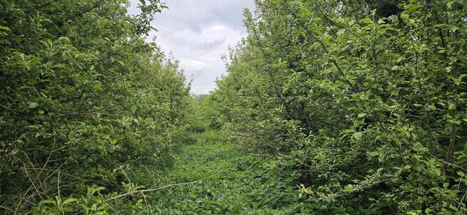 Działka rolna - SAD