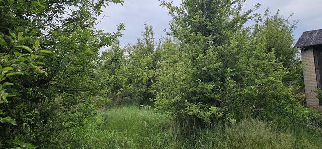 Działka rolna - sad