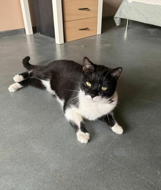 Cudny Jasiek szuka domu