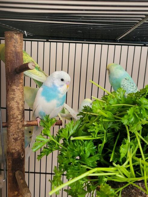 Młode papugi faliste