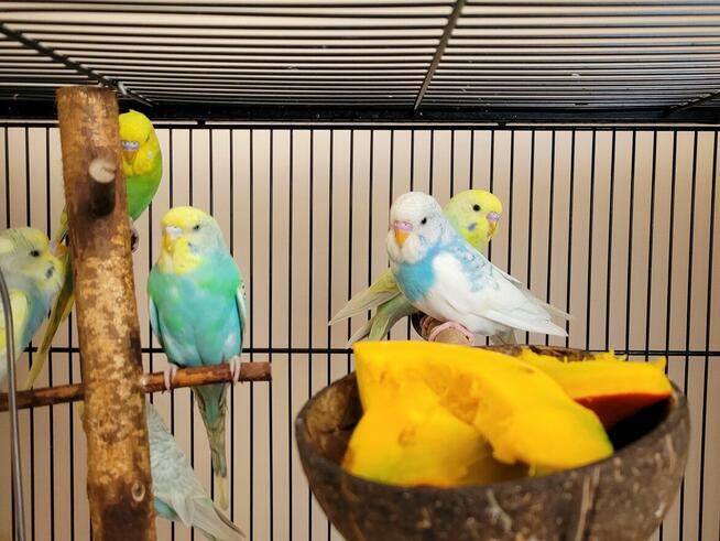 Młode papugi faliste