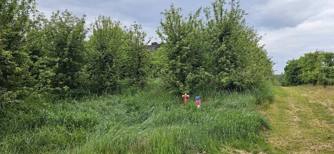 Działka rolna - sad