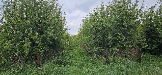 Działka rolna - SAD