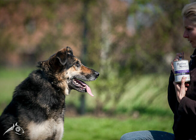 Pogodny Leo szuka swojej rodziny. Może Ty? :)