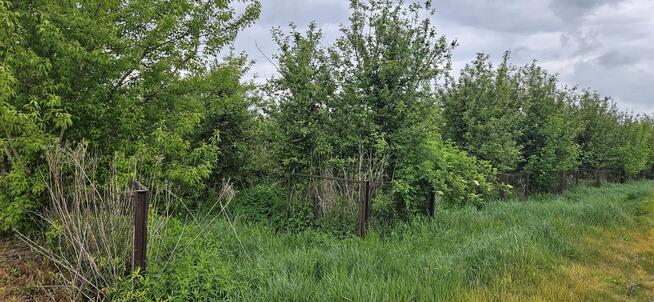 Działka rolna - SAD