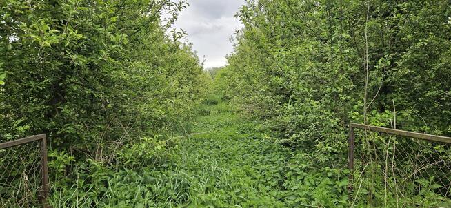 Działka zabudowana Zawichost