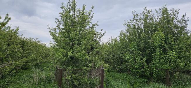 Działka zabudowana Zawichost