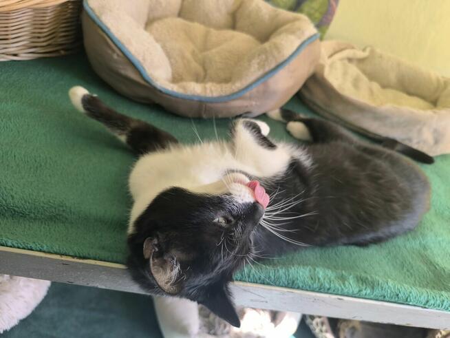 Cudny Jasiek szuka domu