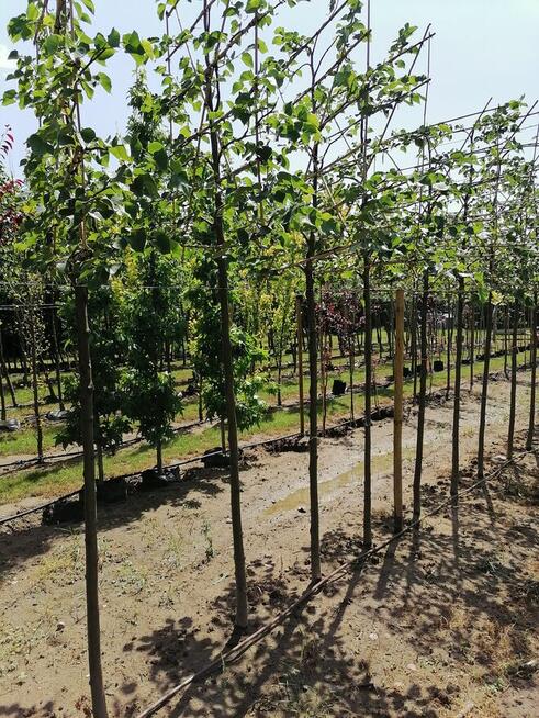 Szkółka drzew liściastych lipy klony platany duże drzewa