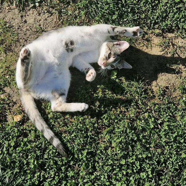 Oddam 4 miesięcznego kociaka w dobre ręce