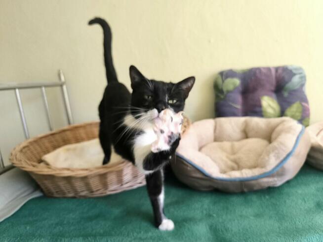 Cudny Jasiek szuka domu