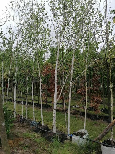 Szkółka drzew liściastych lipy klony platany duże drzewa