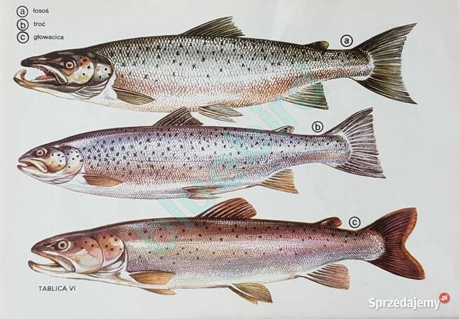 „Z rybami na ty” – A. Bakanowski, S. Stupkiewicz