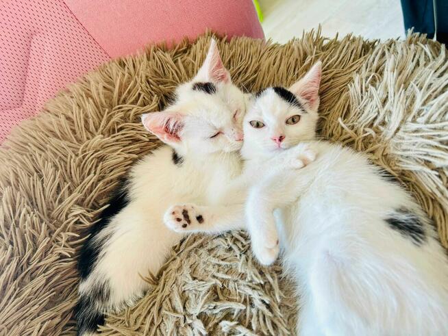 Lotka i Loki - dwa cudaki słodziaki do adopcji