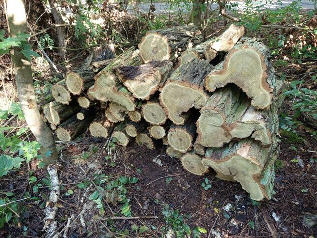 Akacja drewno opałowe