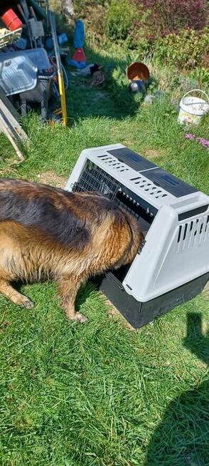 Transporter kontenerek transportowy dla psa 80 x 48 wys 60