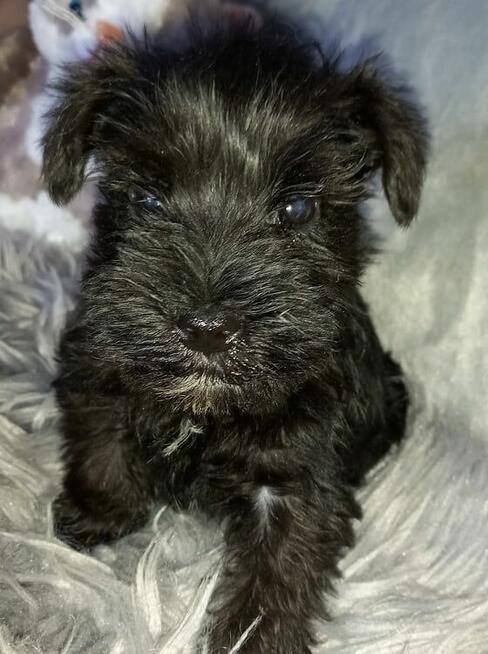 sznaucer miniaturowy czarny pieski