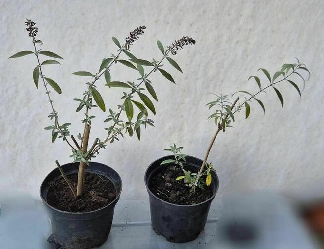 Budleja Dawida - Motyli Krzew - sadzonki