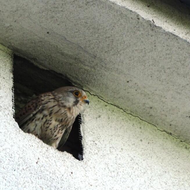 Usługi ornitologiczne-chiropterologiczne Łódź