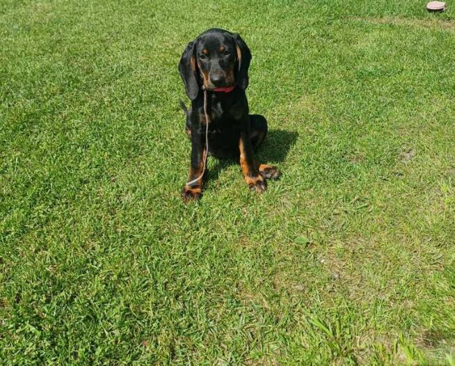 Gończy polski szczeniak