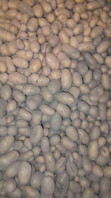 Ziemniaki bellarosa oraz quenn Anna