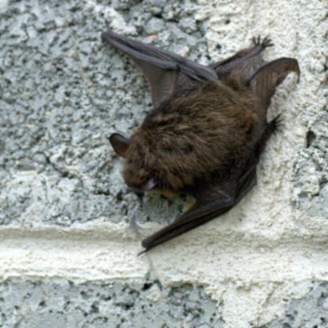 Usługi ornitologiczne-chiropterologiczne Łódź