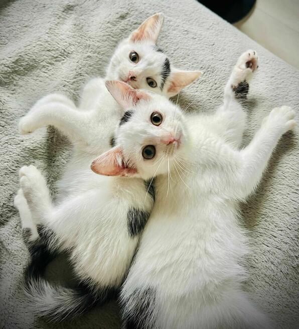 Lotka i Loki - dwa cudaki słodziaki do adopcji