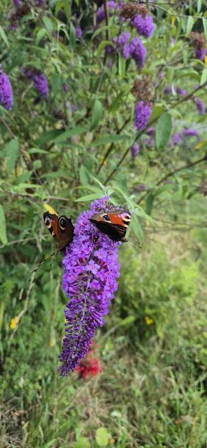 Budleja Dawida - Motyli Krzew - sadzonki