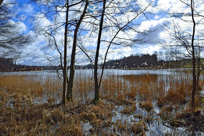 Działka Liksajny gm. Miłomłyn