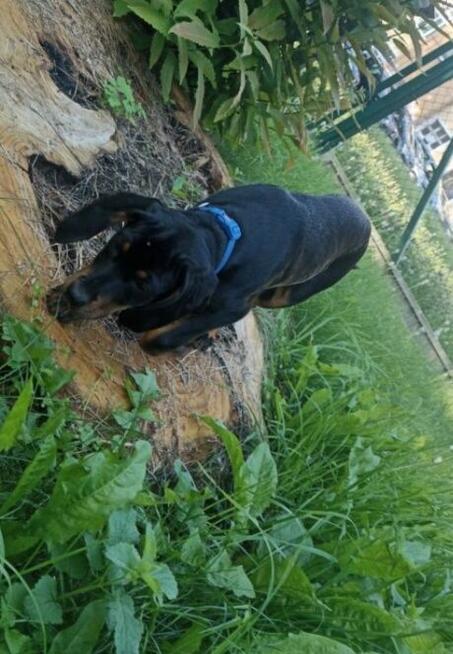 Gończy polski szczeniak