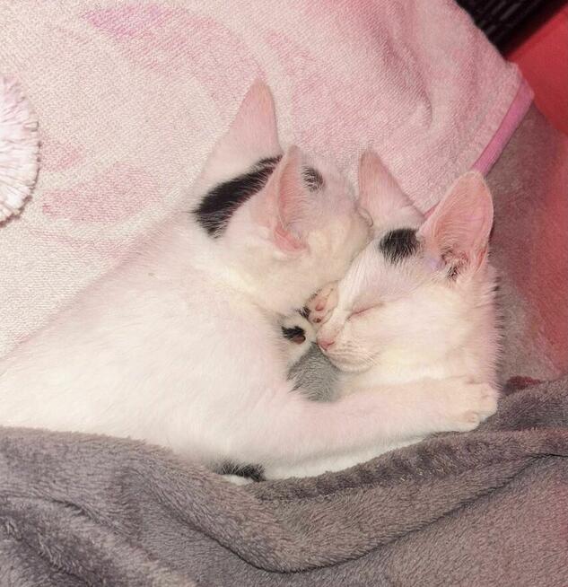 Lotka i Loki - dwa cudaki słodziaki do adopcji