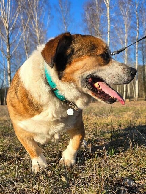 Misio - słodziak nad słodziaki