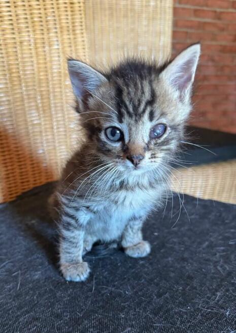 Czteromiesięczny kocurek poszukuje domu
