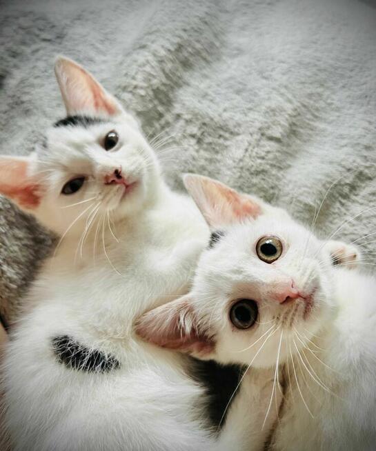 Lotka i Loki - dwa cudaki słodziaki do adopcji