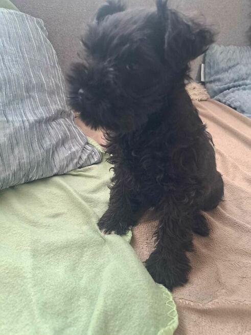 sznaucer miniaturowy czarny pieski